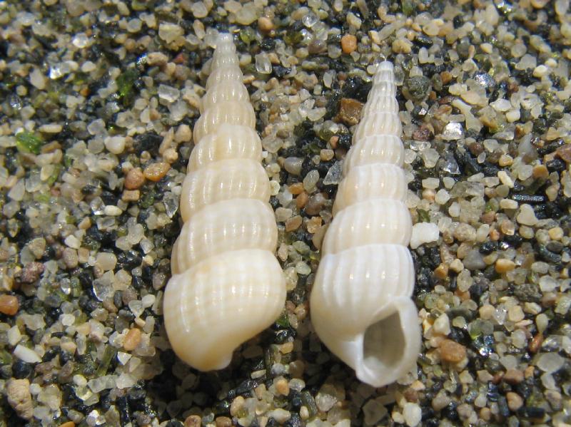 Turbonilla striatula